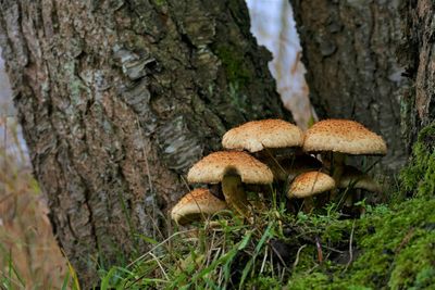 Close-up of mushroom growing on tree trunk