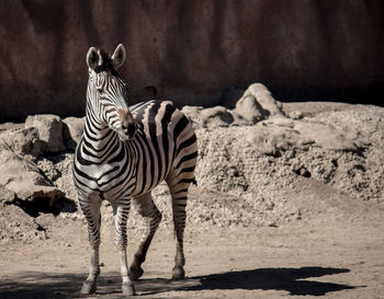 Zebra standing in zoo