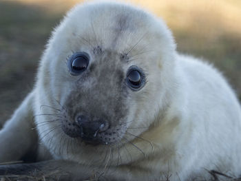 Close-up portrait of grey seal on field