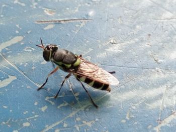 High angle view of insect