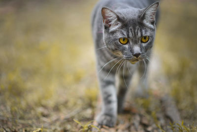 A gray striped cat that is happily strolling in the backyard.