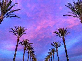 Low angle view of palm trees against sky