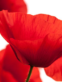 Close-up of red hibiscus blooming outdoors
