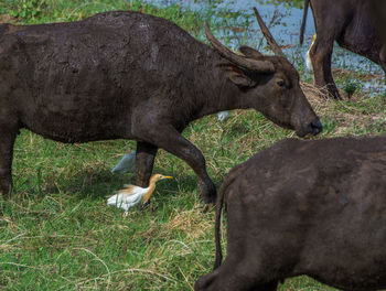 Buffalos walking on grassy field by lake