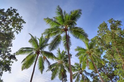 Low angle view of palm trees against sky