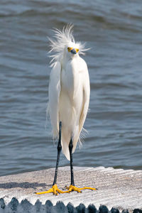 Seagull perching on a lake