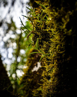 Close-up of moss growing on tree trunk