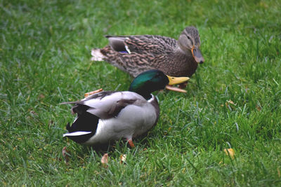 Duck on field