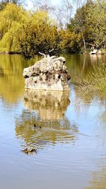 Plants growing on rocks by lake