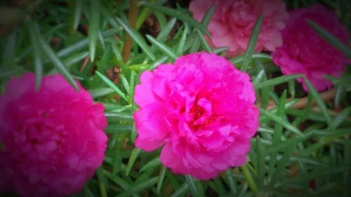 Close-up of pink flower