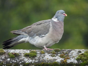Close up view of a pigeon on the roof