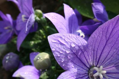 Close-up of water drops on pink flower