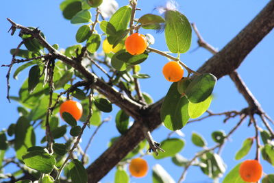Low angle view of fruits growing on tree against sky