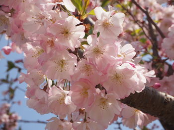 Close-up of pink cherry blossoms in spring