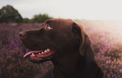 Close-up of dog