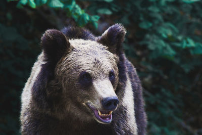 Close-up of a brown bear