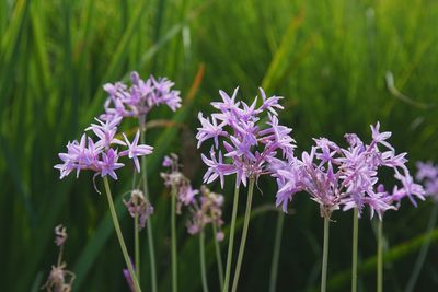 Close-up of purple flowers blooming outdoors