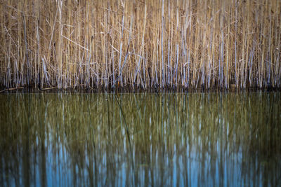 Close-up of plants growing in lake