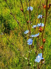 Close-up of flowers growing in field