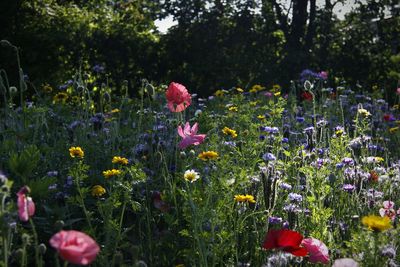 Close-up of purple flowering plants on field