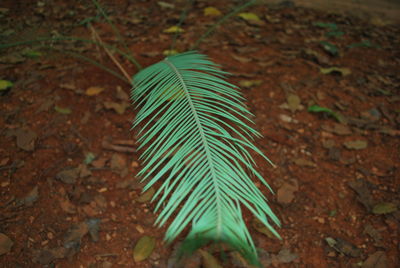 High angle view of leaves on field in forest