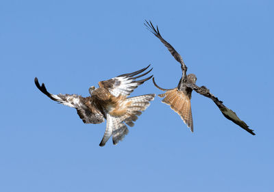 Low angle view of eagle flying against clear blue sky