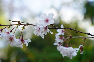 Close-up of cherry blossom