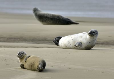 Close-up of seal relaxing on beach