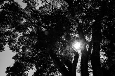 Low angle view of sunlight streaming through trees in forest