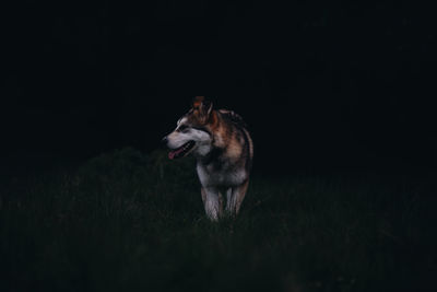 Siberian husky looking away while standing on field during night