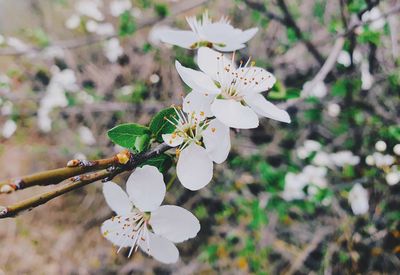 Close-up of white flowering plant