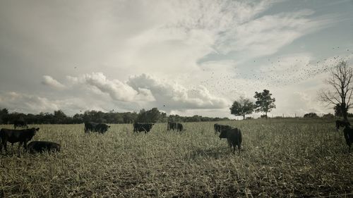 Cows grazing on field against sky