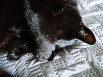 Close-up of a cat resting on bed