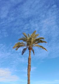 Palm trees on beach against sky