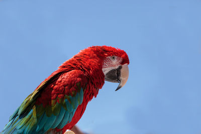 Green wing macaw parrot bird ara chloropterus with red, green and blue feathers