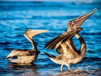 View of birds on sea shore