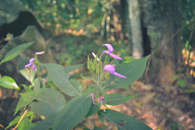 Close-up of flowers blooming outdoors