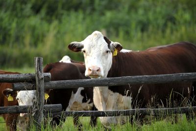 Cows on field