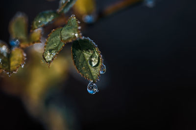 macro photography