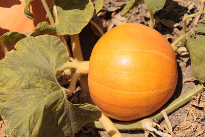 Close-up of pumpkins in farm