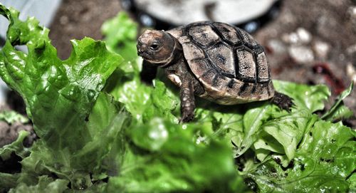 Close-up of insect on plant
