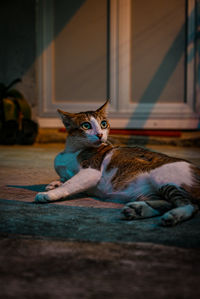 Portrait of cat resting on floor at home