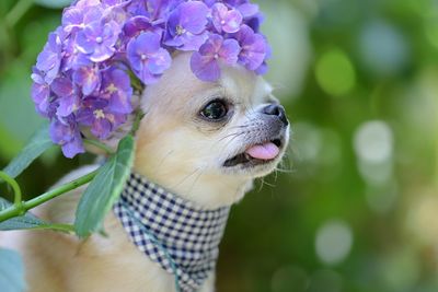 Close-up of a dog