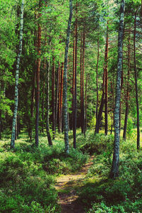 Trees in forest