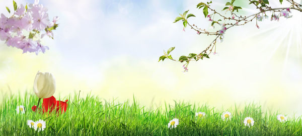 Close-up of flowering plants on field against sky