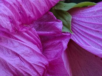 Macro shot of pink flower