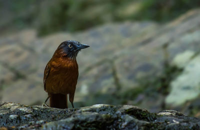 Close-up of bird perching on rock