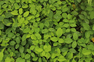 Full frame shot of leaves