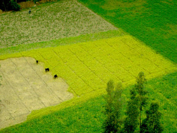 High angle view of grassy field