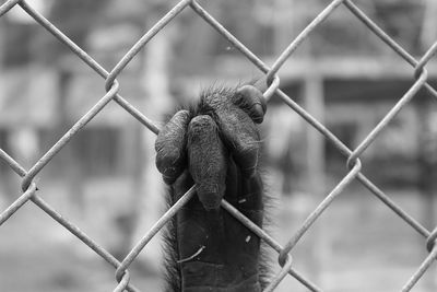 Monkey on chainlink fence at zoo